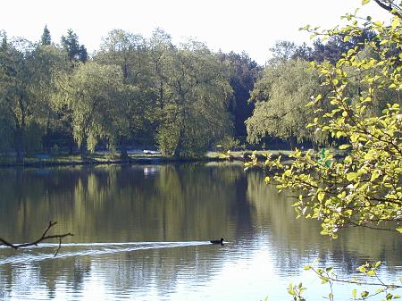 ente im wasser.jpg